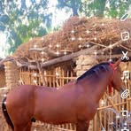 Brama Diarra - Facebook