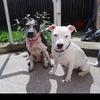 tara & buster - @tara_buster - TikTok
