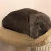 tara_callaghan - @tara_callaghan - TikTok