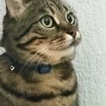 tara the cat - @tara_cat.official - Instagram