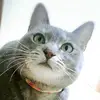 tarachang - @tarachang44 - TikTok