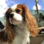 TARA “ Cavalier King Charles “ - @tara_270717 - Instagram