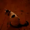 Jacy_Chavis 2 - @tarachavis44 - TikTok