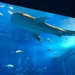 Tara Cheng - @taracheng3 - Instagram