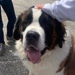 Tara Coble - @tarasanimalhouse - Instagram