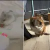 Tara🐈 en Cody🐹 - @tara.en.cody - TikTok