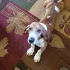Old Hamdog - @taracollier6 - TikTok