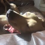 TaraCollier - @taraandfriends - Instagram