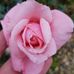Tara Colman - Facebook