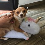 Tara Chihuahua Contento - @tarachihuahuacontento - Instagram