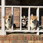 Tara Cotton - @cottontailcorgis - Instagram