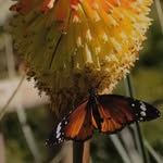 Kiera Tara Crossman - @ktc_images_creations - Instagram