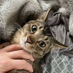 Tara Crowley - @milo_the_abby_cat - Instagram
