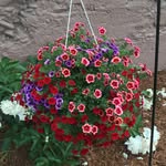 Tara Williams Cupp - @tarawilliamscupp - Instagram