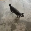 tara_de - @tara_de8 - TikTok
