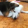Tara ❤️ - @tara_der_bordercolli - TikTok