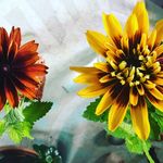 Tara DiGiovanni - @southferryfarm - Instagram