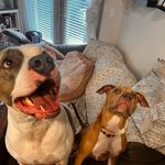 @dodger.and.tara - Instagram