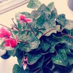tara.dolls - @tara.dolls - Instagram