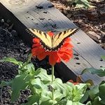 Tara Farley - @rajaniqi - Instagram