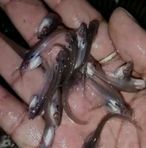 Ma Tara Fish - Facebook