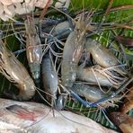 Maa Tara Fish Centra - Facebook