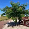 Tarahflora - @tarahflora - TikTok