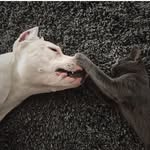 Tara Frank - @canineandcocktail - Instagram