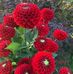 Fulmoni Dhara - Facebook