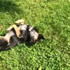 German shepherd - @german...tara - TikTok