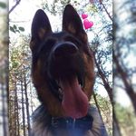 i love my cute puppy - @tara.german_shepherd_ - Instagram