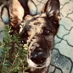 T A R A _ DEUTSCHER SCHÄFERHUND - @german_shepherd_tara - Instagram