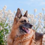 Tara | German Shepherd - @adventurepaws_ - Instagram