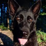 Tara - @tara.german_shepherd - Instagram