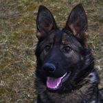 ᴛᴀʀᴀ - @tara_german_shepherd - Instagram
