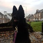 Tara❤💫 - @tara_german_shepherd_ - Instagram