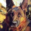 Tara the dog - @tara_german - TikTok