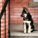 💙✨Tara the german Shepherd✨💙 - @tara_the_german_shepherd - Instagram