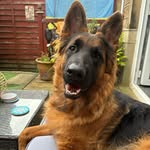 Tara the German Shepherd - @tara_unleashed - Instagram