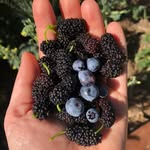 Tara Gilson - @houseandgardenwithtara - Instagram