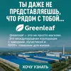 Greenleaf_Taraz_dinar - @greenleaf_taraz7 - TikTok
