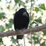 The Corn Crow - @taragreenleaf6 - Instagram