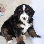 Tara Griffiths - @surfourfirstpup - Instagram
