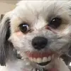 Taraguess - @owshieeedrop - TikTok