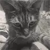 Tara Handley - @tara.handley5 - TikTok