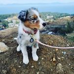 Tara Heller - @ocean_eyed_aussies - Instagram
