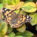 Tara Higgins - Facebook
