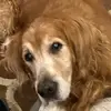 Charlie - @tarahoffmann338 - TikTok