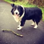 Tara Horan - @tara_the_collie - Instagram