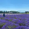 Tara Joy - @tarajoystravels - TikTok